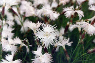 Dianthus spiculifolius
